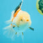 PUPPY A Grade Tricolor Oranda Female 7 inches #040326OR_07