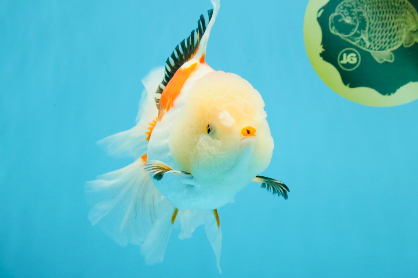 PUPPY A Grade Tricolor Oranda Female 7 inches #040326OR_07