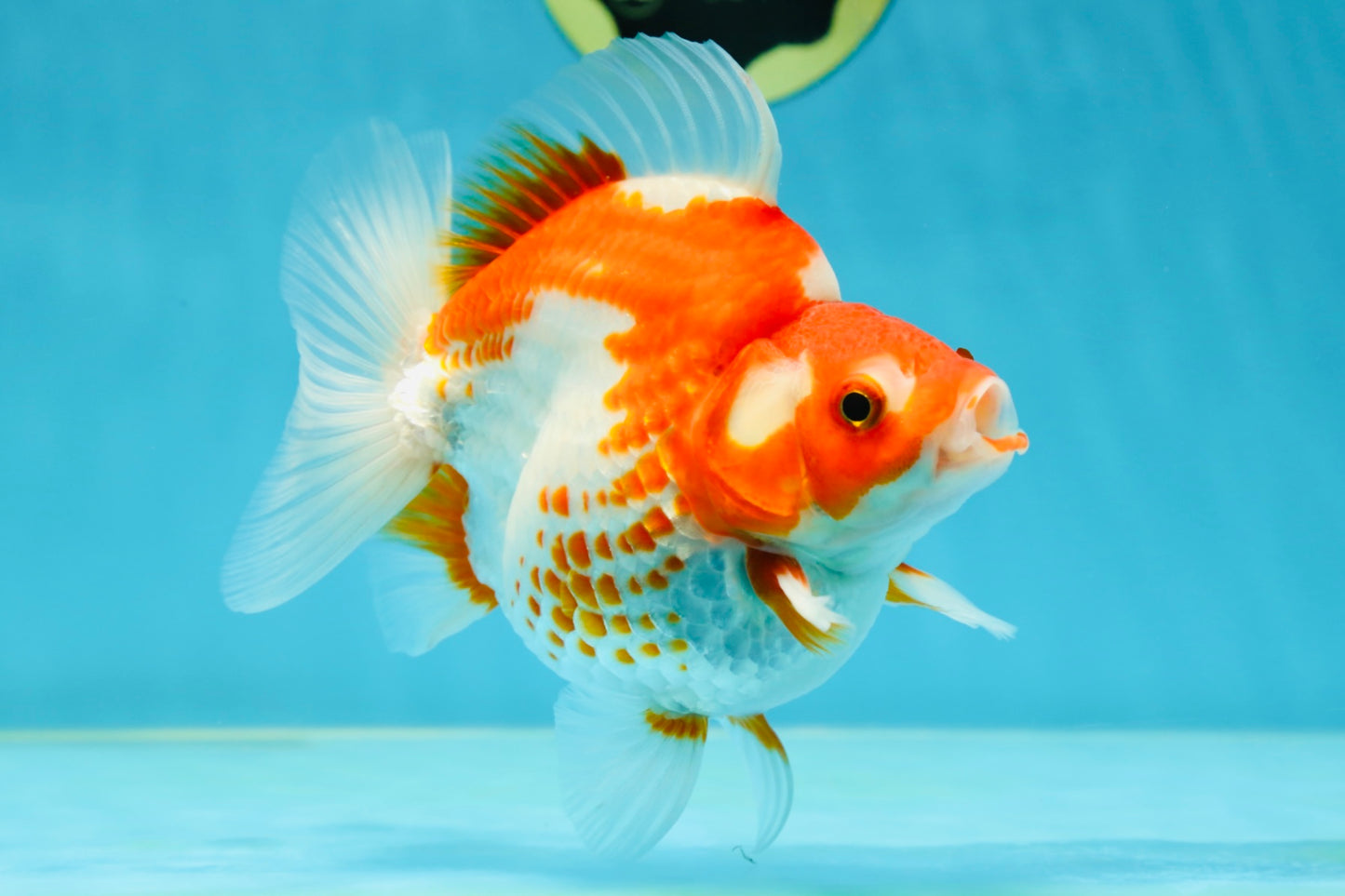 A GRADE Polkadot Red White Ryukin Female 5 inches #050925RK_19