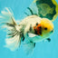 AAA Grade Marble Oranda Male 6.5-7 inches #070626OR_09