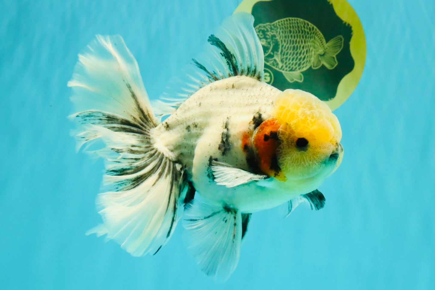 AAA Grade Marble Oranda Male 6.5-7 inches #070626OR_09