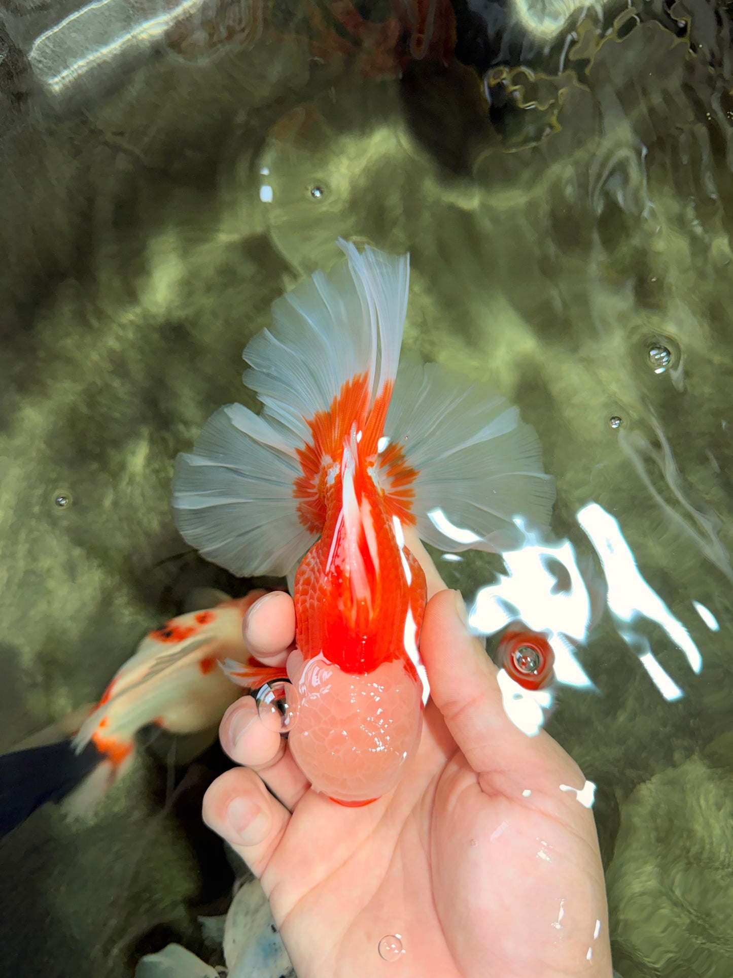 CHICKIE AAA Grade Red White Oranda Male 6 inches #072426OR_06