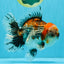 CHUNKY AAA Grade Kirin Calico Oranda Male 6.5 inches #041026OR_02
