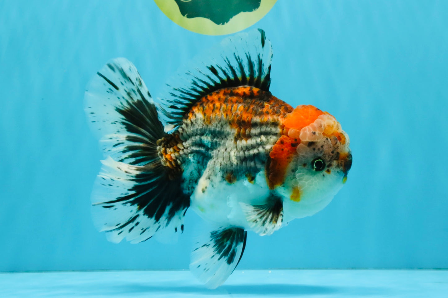 CHUNKY AAA Grade Kirin Calico Oranda Male 6.5 inches #041026OR_02