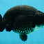 SHOW GRADE Black King Kong Strong Body Structure Ranchu Male 5.5 inches #060625RC_01