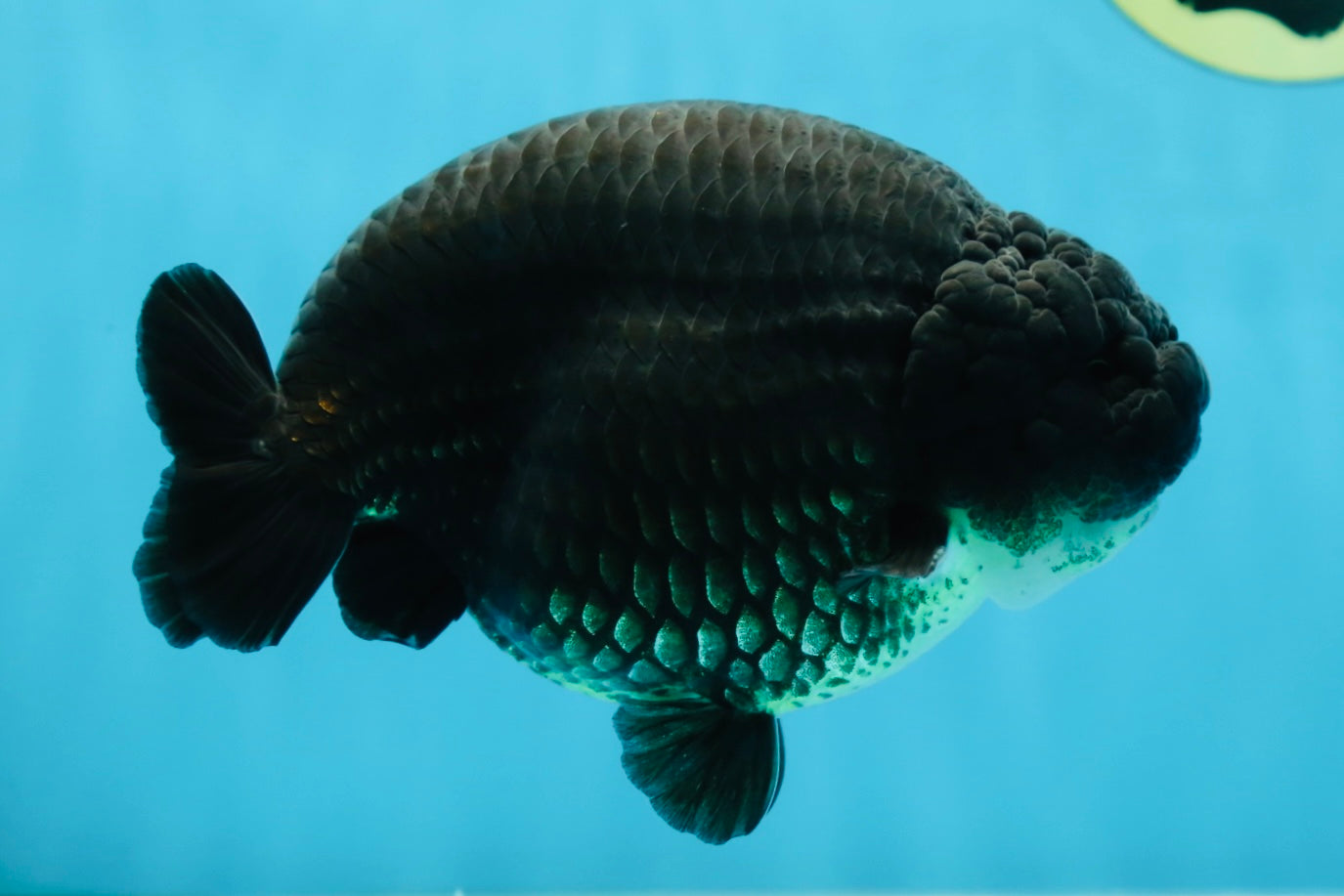 SHOW GRADE Black King Kong Strong Body Structure Ranchu Male 5.5 inches #060625RC_01