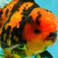 CHARLIE AAA Grade Beautiful Tiger Oranda Male 6-6.5 inches #061926OR_17
