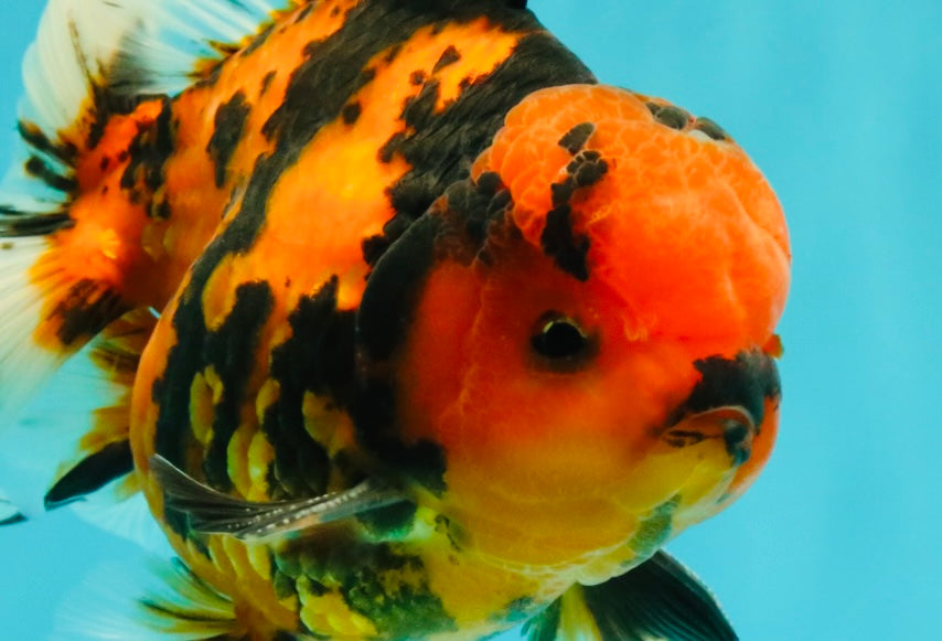 CHARLIE AAA Grade Beautiful Tiger Oranda Male 6-6.5 inches #061926OR_17