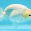 A Grade Snow White Sakura Ranchu Male 5.5 inches #110725RC_15