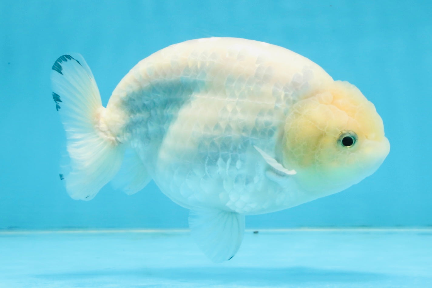 A Grade Snow White Sakura Ranchu Male 5.5 inches #110725RC_15