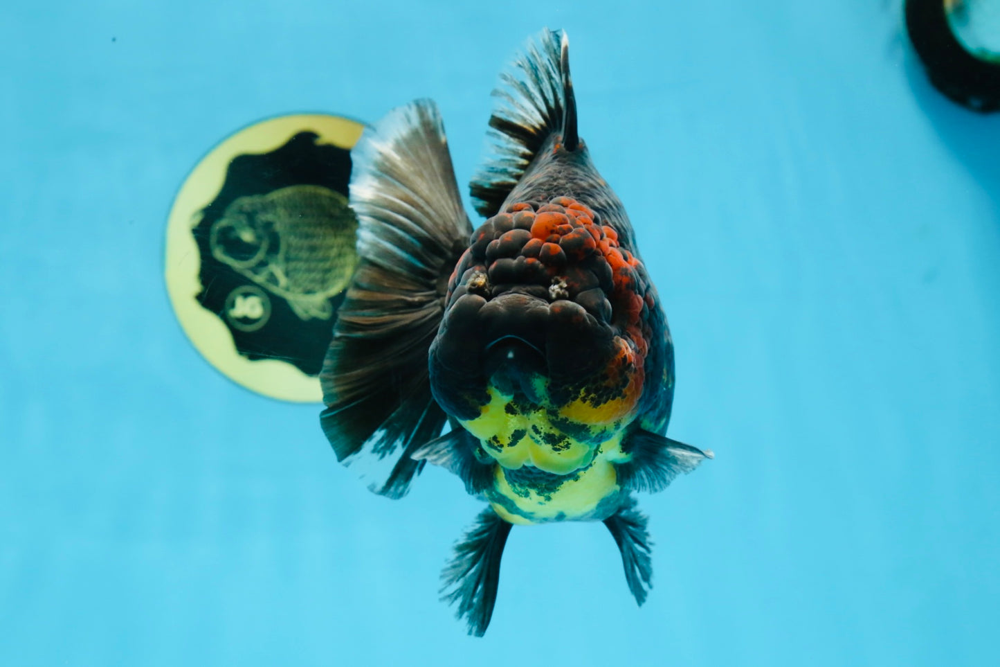 AAA Grade Tiger Yuanbao Female 5.5  inches #101025YB_28