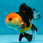 A Grade Tricolor Oranda Female 4.5-5 inches #050225OR_04