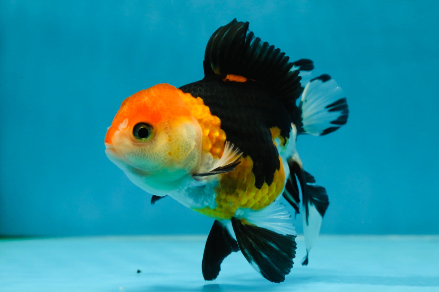 A Grade Tricolor Oranda Female 4.5-5 inches #050225OR_04