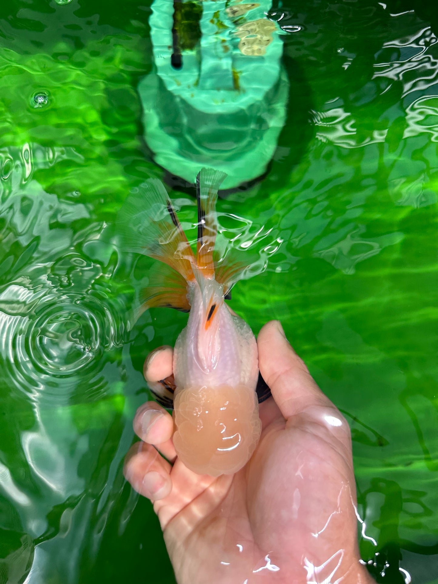 RARE YELLOW Lemonhead Neon Tail Oranda Male 5 inches #0531OR_12