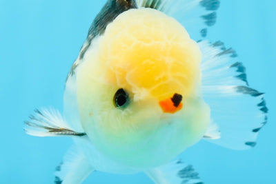 Oranda macho de ojos de botón tricolores de grado A de 4,5 pulgadas n.º 0920OR_23