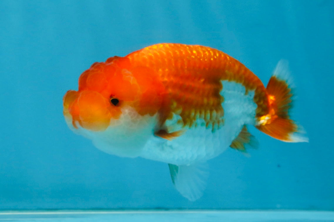 FLUFFY Red White LionChu Female 4.5 inches #120525LC_16