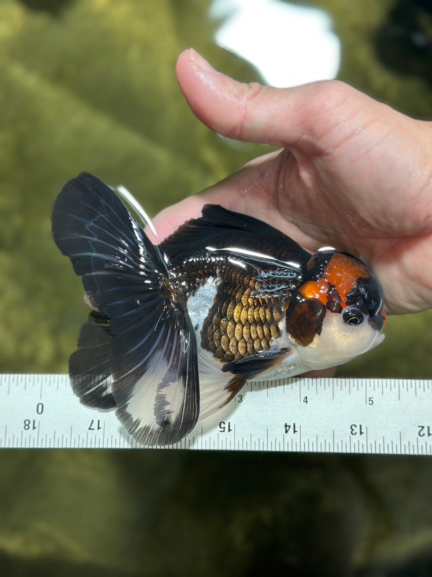 A Grade Tricolor Lava Head Oranda Male 5-5.5 inches #120624OR_03