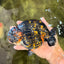 Tiger Ranchu Female 6 inches #100926RC_32