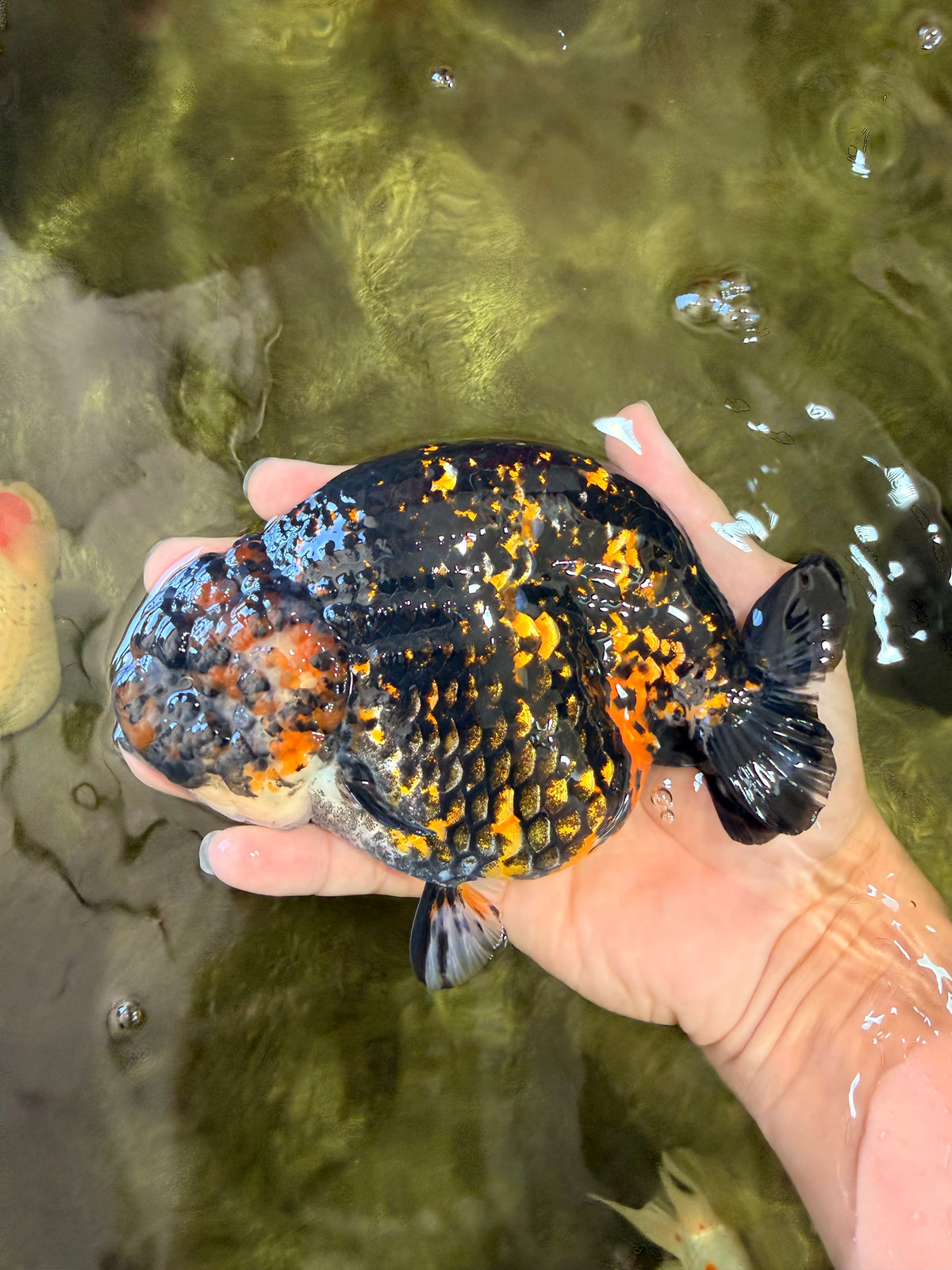 Tiger Ranchu Female 6 inches #100926RC_32