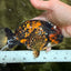 CHUBBY AAA Grade Tiger Ranchu Male 5.5-6 inches #101626RC_27