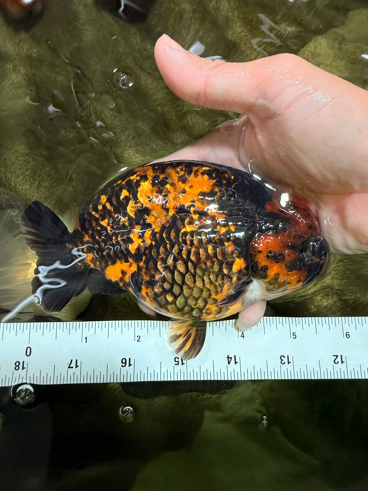 CHUBBY AAA Grade Tiger Ranchu Male 5.5-6 inches #101626RC_27