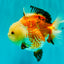 A Grade Tricolor Yuanbao Female 5-5.5 inches #061926YB_31