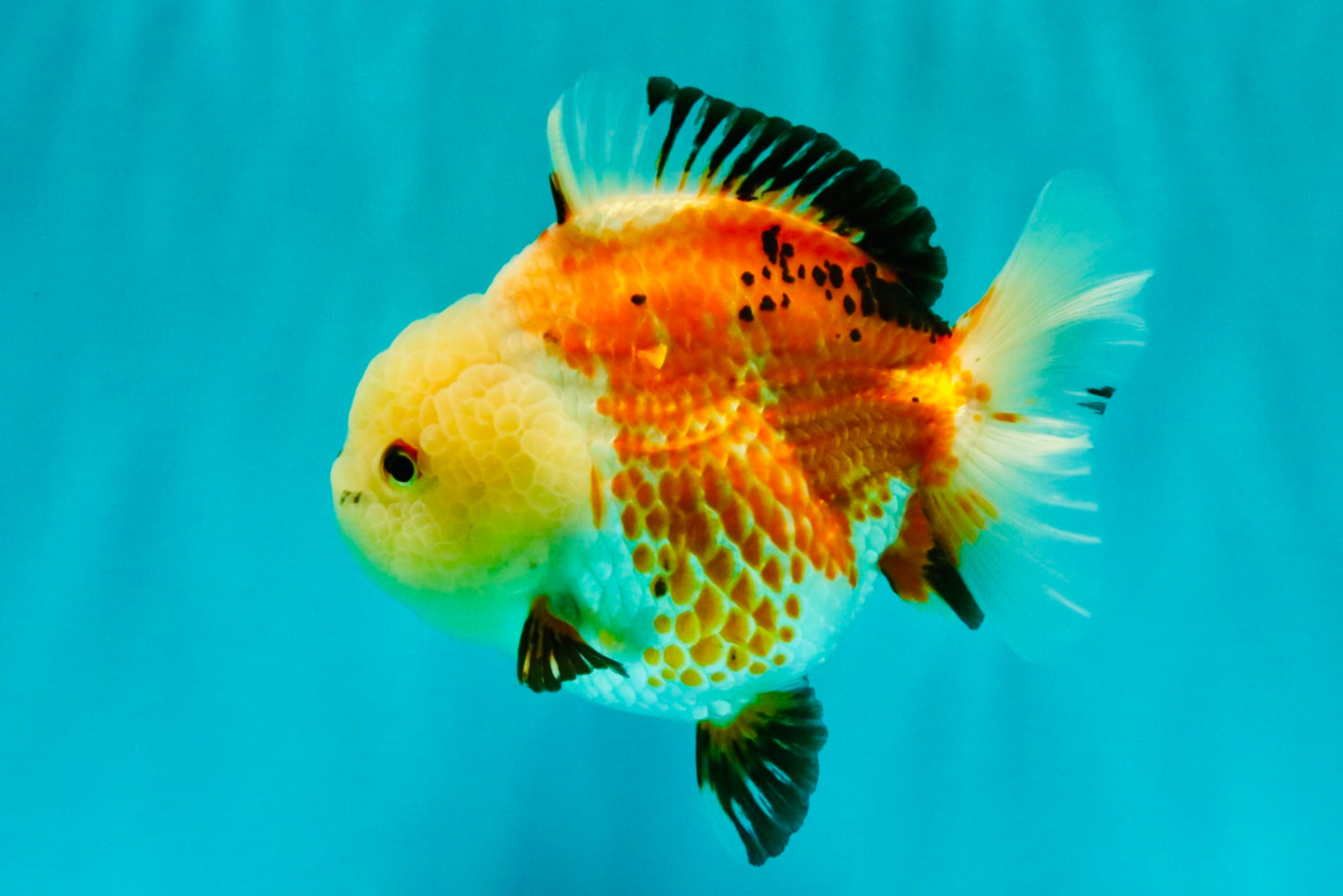 A Grade Tricolor Yuanbao Female 5-5.5 inches #061926YB_31