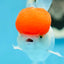 AAA Grade Tomato Head Oranda Male 4.5 inches #0908OR_06