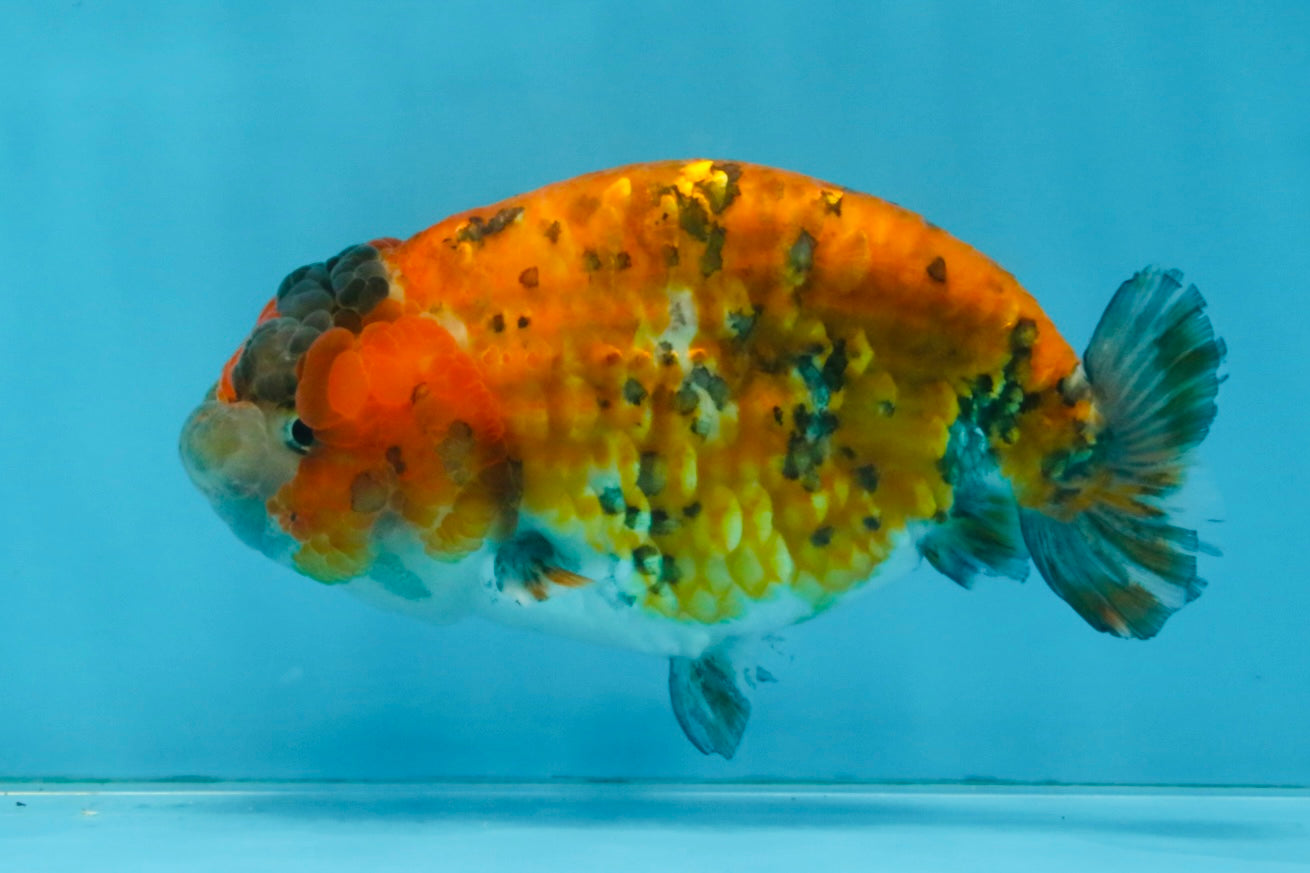 Tiger LionChu Female 5 inches #112825LC_14