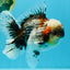 BULLDOG AAA Grade Calico Kirin Oranda Male 6.5 inches #040326OR_20