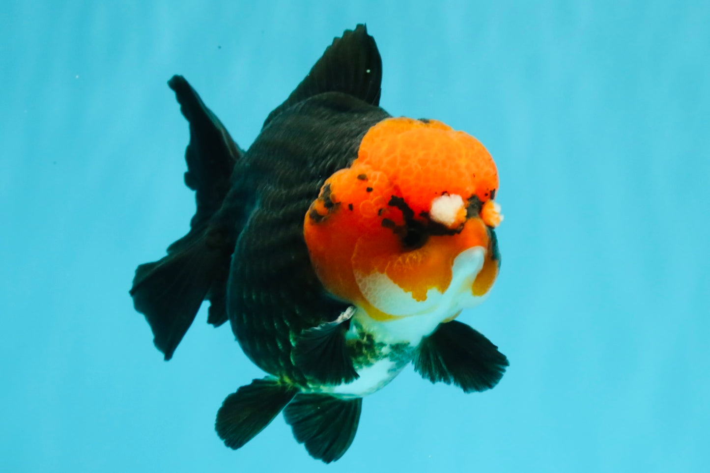 SUPER CUTE A Grade Pompom Red Head Tricolor Yuanbao Male 4.5-5 inches #031326YB_17