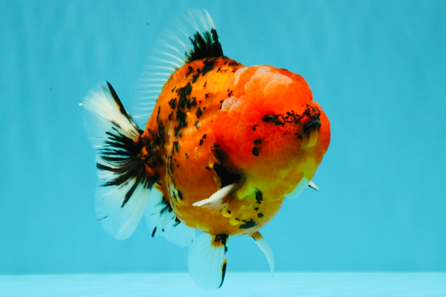 AAA Grade Godzilla Tiger Yuanbao Male 5-5.5  inches #031326YB_21