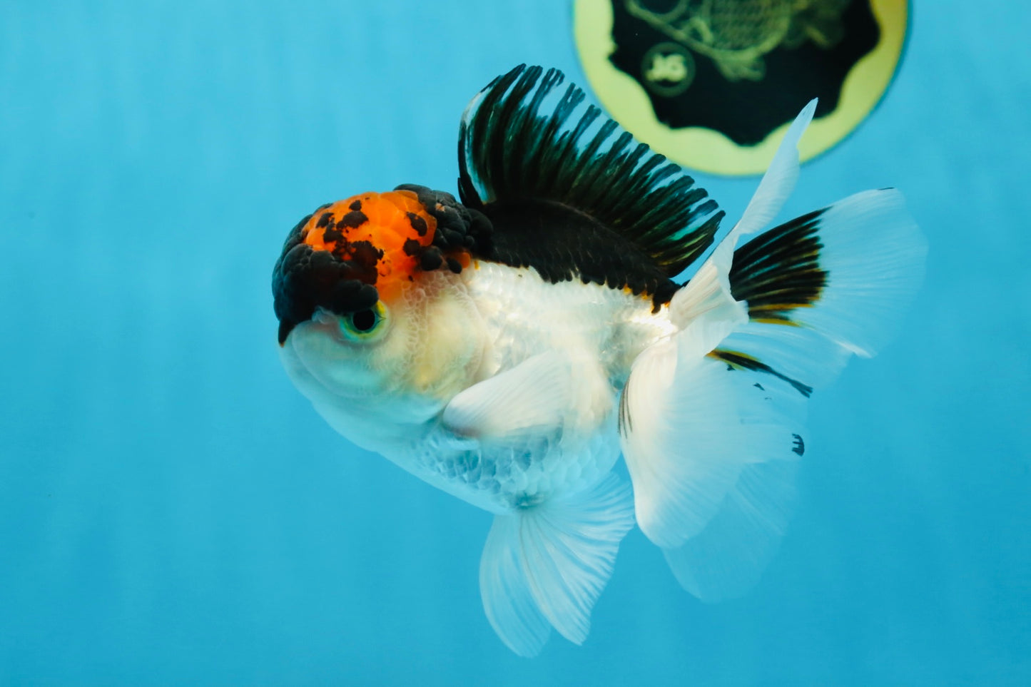 A Grade Tricolor Oranda Male 4.5 inches #053025OR_17