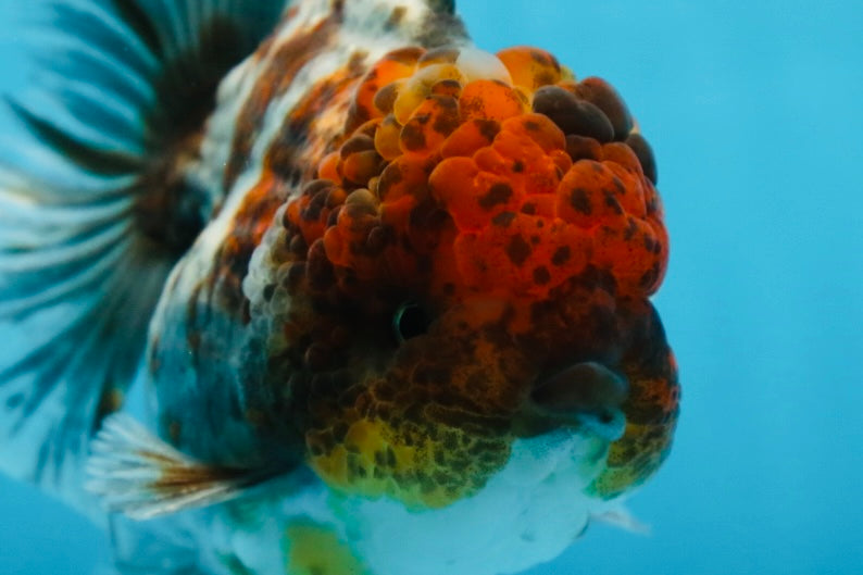 A Grade CHUBBY Calico Kirin Oranda Male 5.5  inches #091225OR_10