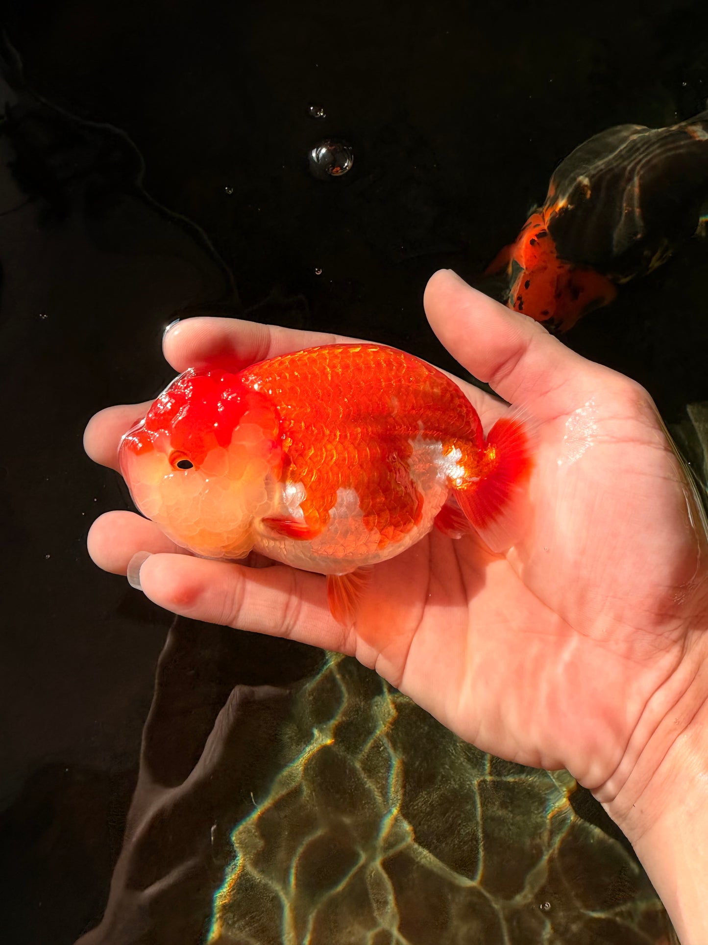 A Grade Red White LionQueen 4-4.5 inches #032726LC_14