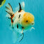 A Grade Sakura Oranda Male 6 inches #071726OR_22