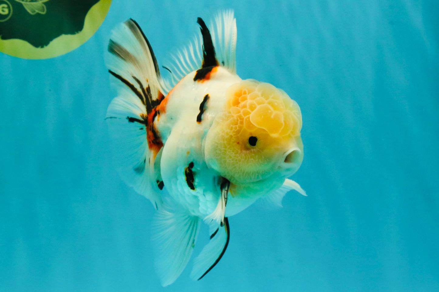 A Grade Sakura Oranda Male 6 inches #071726OR_22