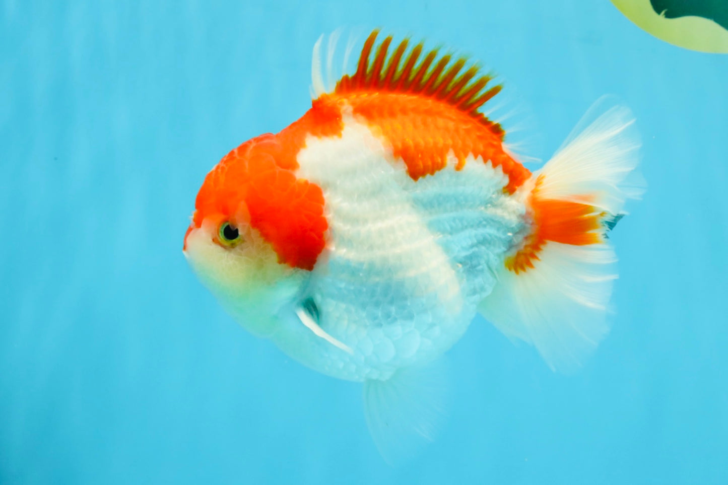 LITTLE BAO AAA Grade Red White Yuanbao Male 5.5 inches #032726YB_04