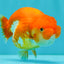 SUPER CUTE A Grade Red White LionQueen 4-4.5 inches #081426LC_16