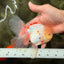 A Grade Red White Oranda Male 5.5 inches #062626OR_36