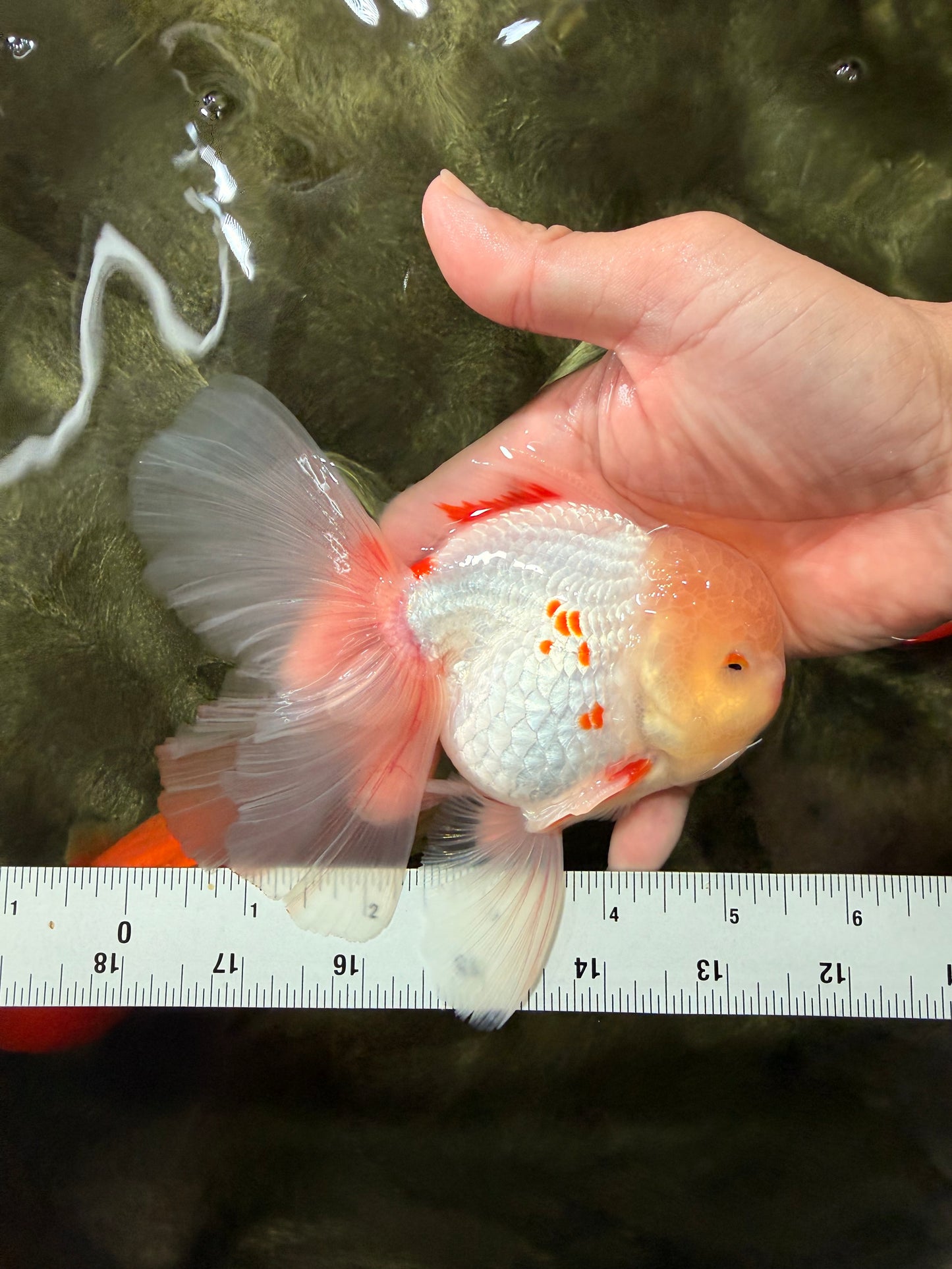 A Grade Red White Oranda Male 5.5 inches #062626OR_36