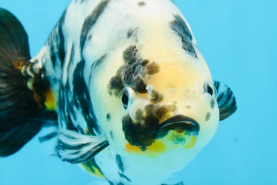 UNIQUE Ink Ranchu Female 5 inches #101725RC_15