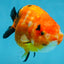 Sakura Chinese Ranchu Female 4.5-5 inches #120525RC_07