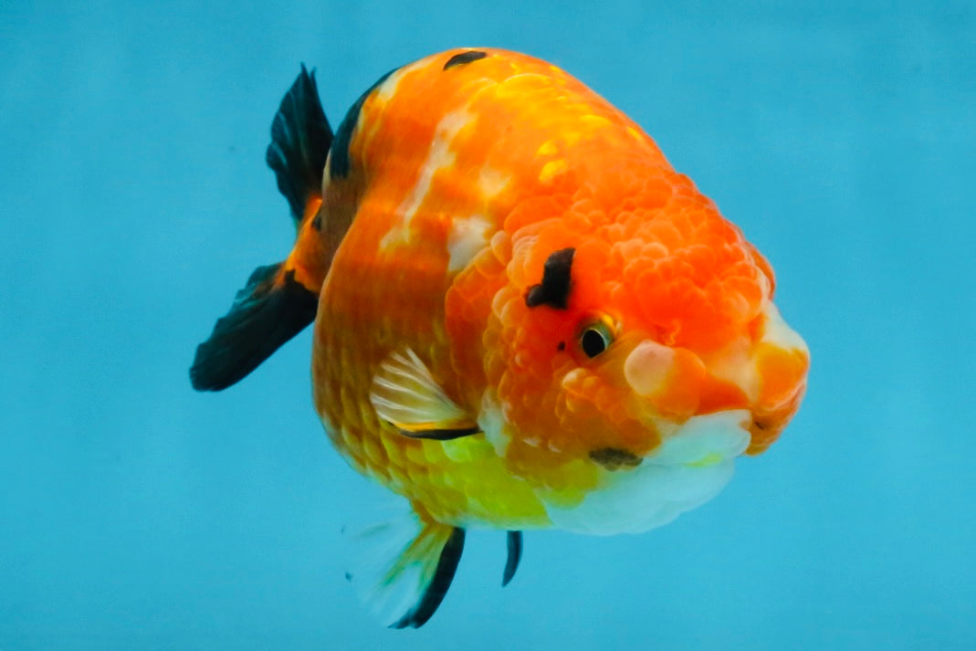 Sakura Chinese Ranchu Female 4.5-5 inches #120525RC_07