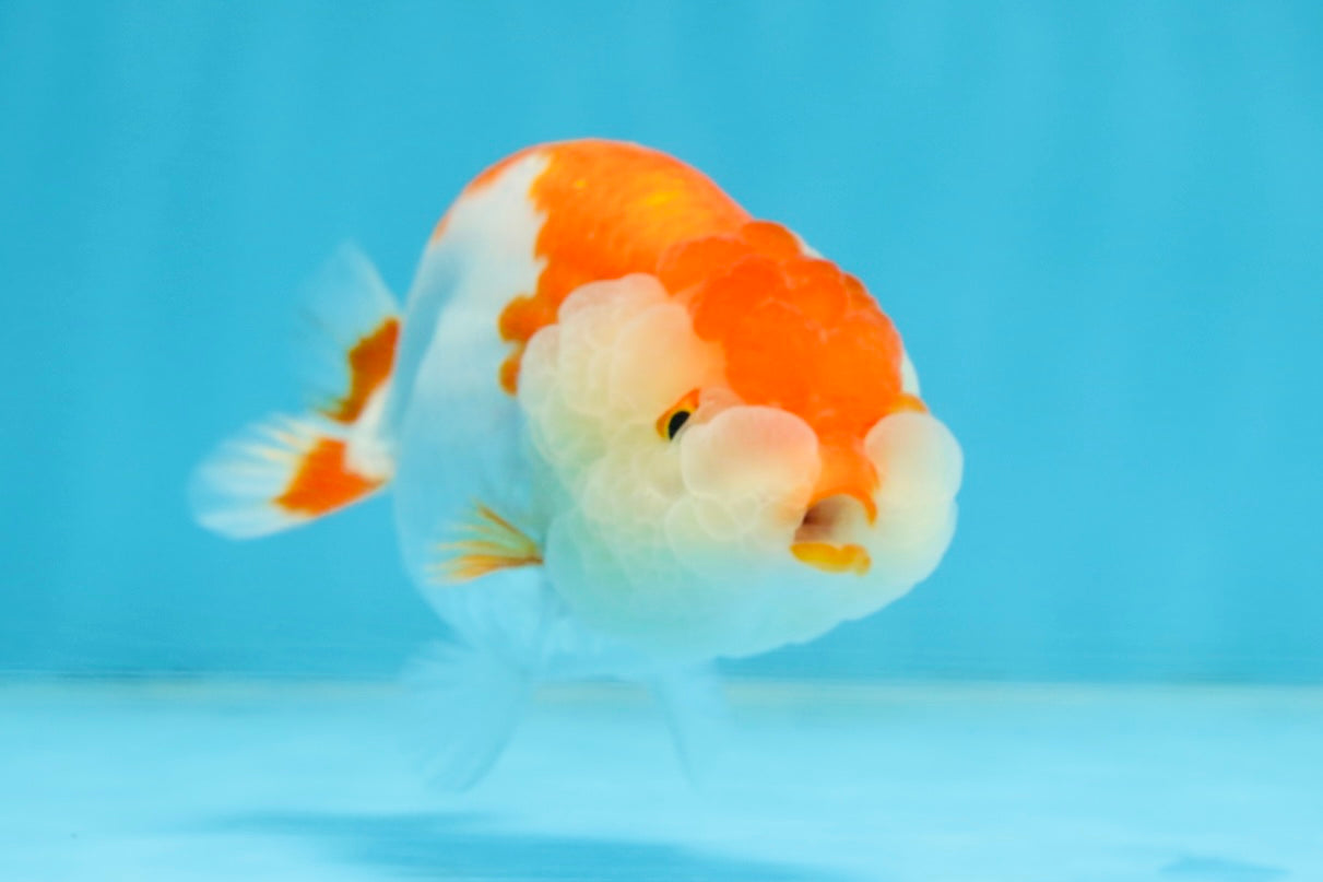 SUPER CUTE AAA Grade Red White LionQueen 4  inches #102425LC_14