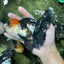 Tricolor Oranda Female 5.5 inches #111524OR_12