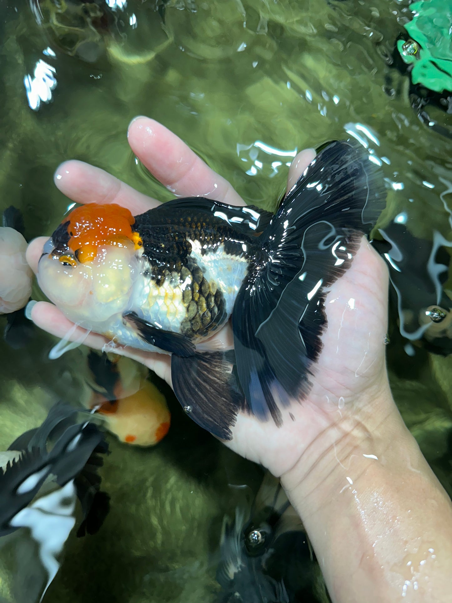 Tricolor Oranda Female 5.5 inches #111524OR_12