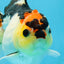 Adorable Tricolor Button Eyes Oranda Female 5 inches #080825OR_13