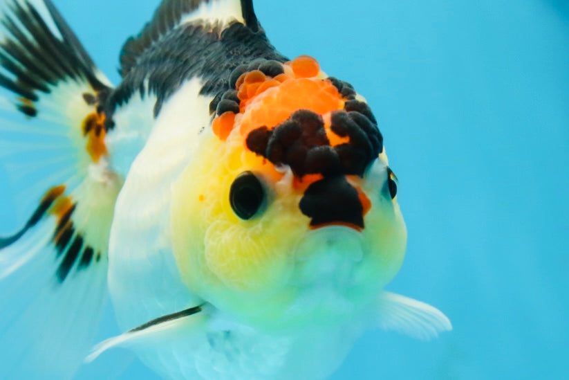 Adorable Tricolor Button Eyes Oranda Female 5 inches #080825OR_13