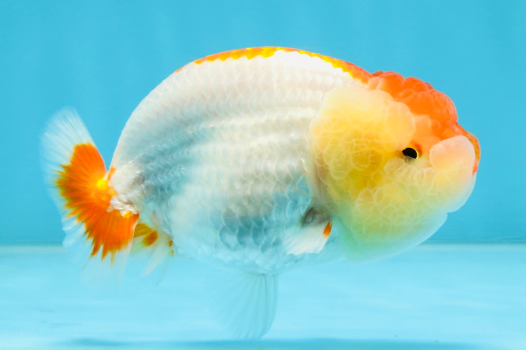 AAA Grade Young Red White LionQueen 4 inches #101025LC_01